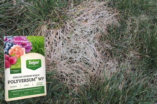 POLYVERSUM WP 5G ŚRODEK GRZYBOBÓJCZY PLEŚŃ FYTOFTOROZA PLAMISTOŚĆ 5g Target na Arena.pl
