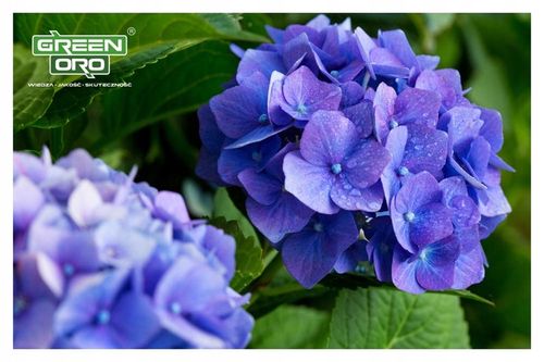 Nawóz do Hortensji Rododendronów Borówki Azalii Magnolii 5kg 100 dni na Arena.pl