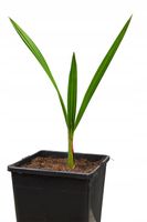 Jubaea Chilensis palma mrozoodporna 20-30cm