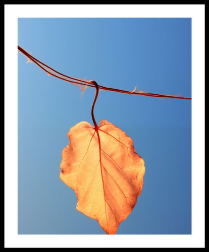 Plakat 40x50cm Ostatni Liść na Arena.pl