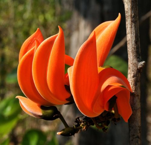 BUTEA MONOSPERMA Butea monosperma NASIONA 10 sztuk - 10g. na Arena.pl