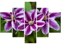 70 100CM OBRAZ 5 ELEM KWIATY AZALII DRUK PŁÓTNO