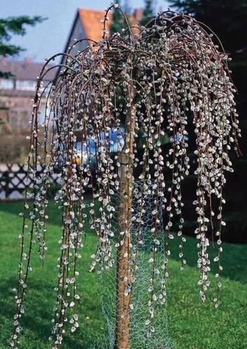 WIERZBA IWA pendula zwisająca duża roślina - sadzonki 140 / 160 cm na Arena.pl