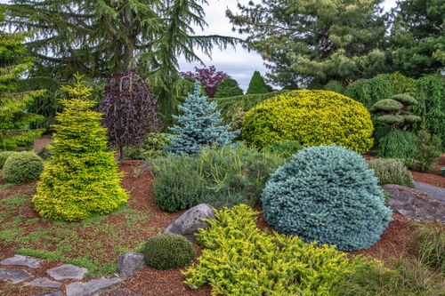 Sumin Nawóz Do Iglaków Jesienny 1Kg Optymalny Skład Granulat na Arena.pl