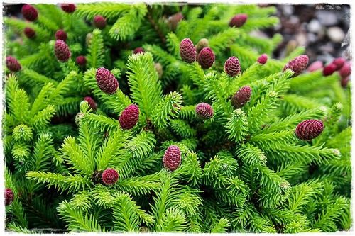 Nawóz pod iglaki SIARKOPOL wieloskładnikowy granulat 25KG do iglaków na Arena.pl