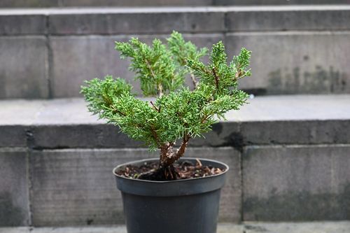 Jałowiec chiński Shimpaku - Juniperus chinensis 0038 na Arena.pl