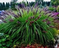 TRAWA ROZPLENICA Black Beauty - sadzonki 40 / 60 cm