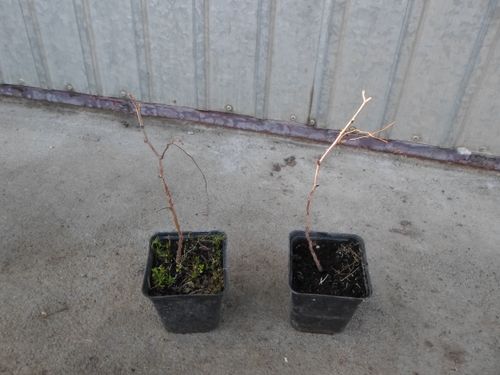 Jujuba głożyna pospolita daktyle P9 na Arena.pl