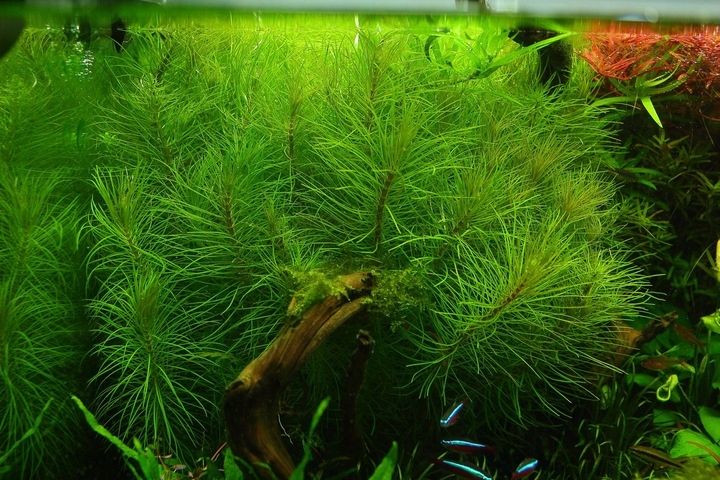 Rośliny do akwarium Pogostemon Erectus Piękny zdjęcie 4