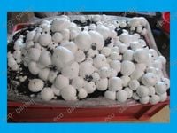 Grzybnia Pieczarki XXL 3 Faza