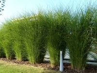 Miskant chiński 'Sarabande' TWORZY STRZELISTE KĘPY