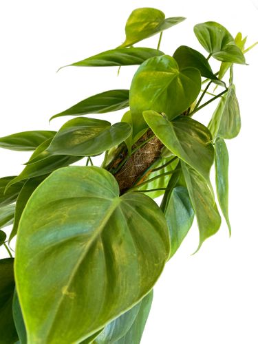 FILODENDRON SCANDENS  60 cm na Arena.pl