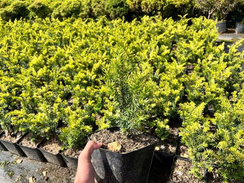 Cis pospolity 'Elegantissima' (Taxus baccata) Doniczka 2.5L na Arena.pl