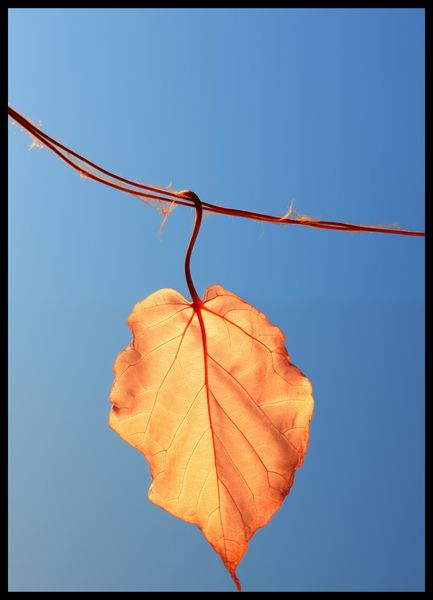 Plakat 50x70cm Ostatni Liść zdjęcie 2