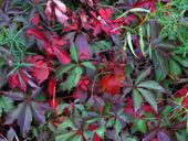 M WINOBLUSZCZ PIĘCIOLISTKOWY ParthenocissusPlanch