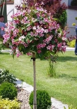 KRZEWUSZKA WEIGELA na pniu - sadzonki 100 / 120 cm na Arena.pl