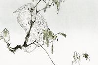 Plakat 60x40cm White Cockatoo, Seitei Japoński Vintage