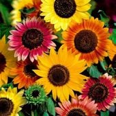 Słonecznik ozdobny KOLOROWA MIESZNKA ODMIAN - 1 kg Nasiona Premium