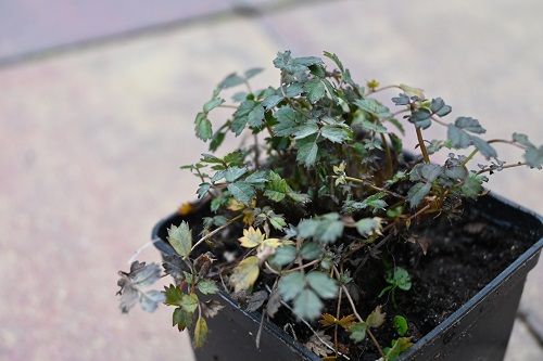 Acena bezbronna Kupferteppich - Acaena inermis na Arena.pl