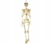 SZKIELET CZŁOWIEKA MODEL KOŚCIOTRUP HALLOWEEN 90CM