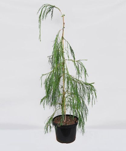 Cyprysik Lawsona Imbricata Pendula C5 na Arena.pl