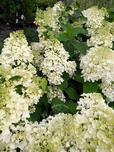 Hortensja bukietowa Silver Dollar sadzonka rabata zdjęcie 1