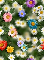 Zasłona VELVET 150cm z motywem Stokrotki 3D-metraż