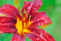 FOTOTAPETA KWIAT CZERWIEŃ PIĘKNE SALON KUCHNIA