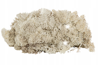 MECH DEKORACYJNY LICHEŃ naturalny beżowy 500G