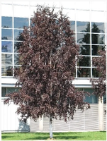 BRZOZA CZERWONA nisko szczepiona - sadzonki 120 / 150 cm