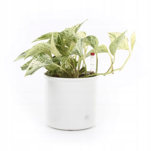 komplet do hydroponiki doniczka biała CORONA 15/19 na Arena.pl