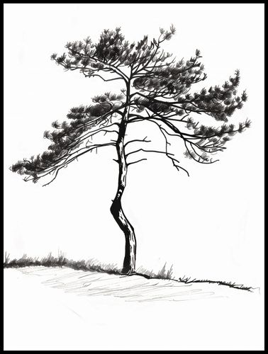 Plakat 75x100cm Samotna Sosna na Arena.pl