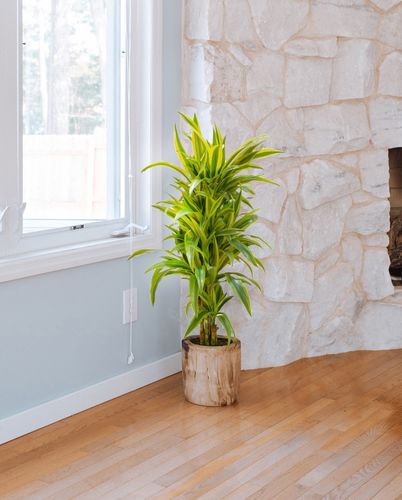 DRACENA LEMON LIME 65cm na Arena.pl