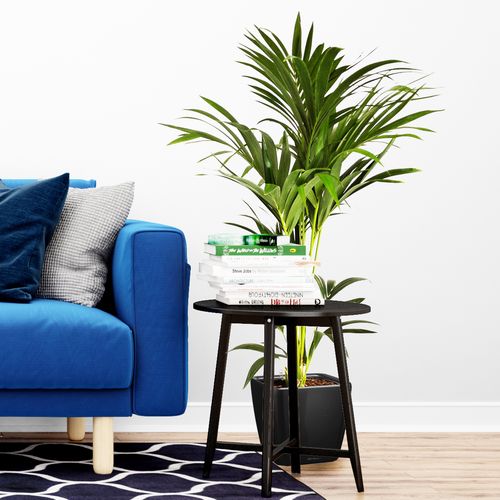 PALMA KENTIA (Kencja, Howea) 130 cm na Arena.pl