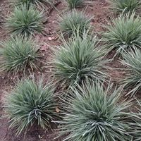 Strzęplica COOLIO Niebieska trawa Mało wymagająca Sadzonki w doniczkach 1L