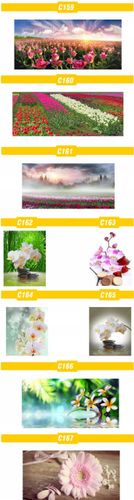 FOTOTAPETA rosliny KWIATY róże DUŻY WYBÓR WZORÓW na Arena.pl