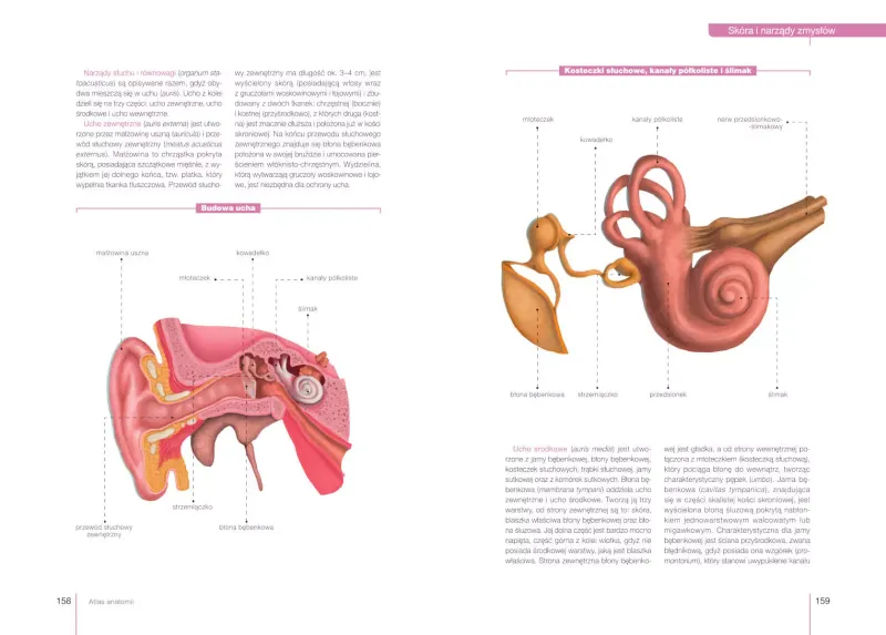 Atlas anatomii zdjęcie 5