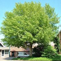 KLON JESIONOLISTNY Acer negundo - NASIONA 300 sztuk - 10g.