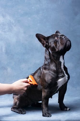 FURminator dla psów średnich sierść krótka M na Arena.pl