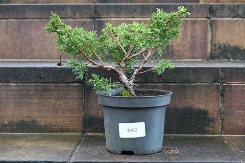 Jałowiec chiński Shimpaku - Juniperus chinensis 0059 na Arena.pl