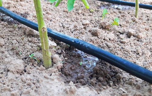 Zestaw Linia Kroplująca Bez Kompensacji 50m metrów + 87 akcesoriów Kropelka na Arena.pl