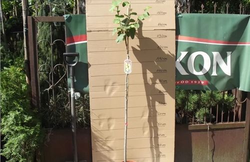 PIGWA OLBRZYMIA JABŁKOWA SZCZEPIONA NA PNIU - sadzonki 130 / 150 cm na Arena.pl