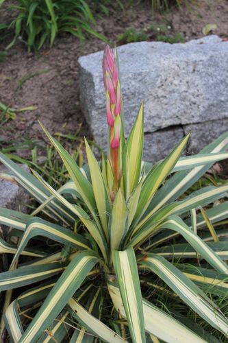 Juka karolińska 'Color Guard' Żółte Liście Na Skalniak (Yucca filamentosa) na Arena.pl
