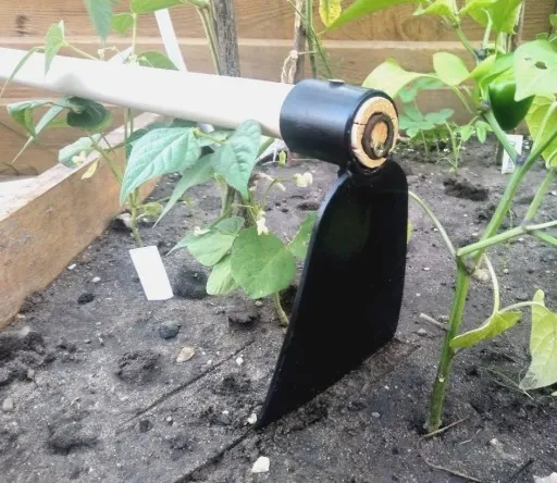 Motyka kuta leśna zdjęcie 2