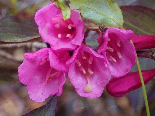 Krzewuszka cudowna 'Minor Black' (Weigela) Karłowata, miniaturka, Poj. 2.0L na Arena.pl