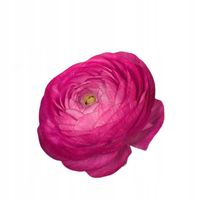 Jaskry Różowe - Jaskr Azjatycki Ranunculus Pink ( Zestaw - 30szt. )