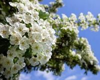 P11 GŁÓG JEDNOSZYJKOWY Crataegus monogyna