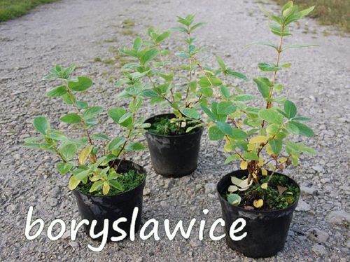 Jagoda kamczacka 'Duet' (Lonicera) w doniczkach C2, wysokość 30-50 cm na Arena.pl