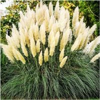 Trawa Pampasowa Pierzaste Kwiatostany Najokazalsze Cortaderia Selloana