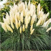 Trawa Pampasowa Pierzaste Kwiatostany Najokazalsze Cortaderia Selloana